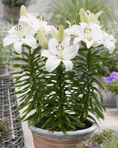 Lilium Gwen